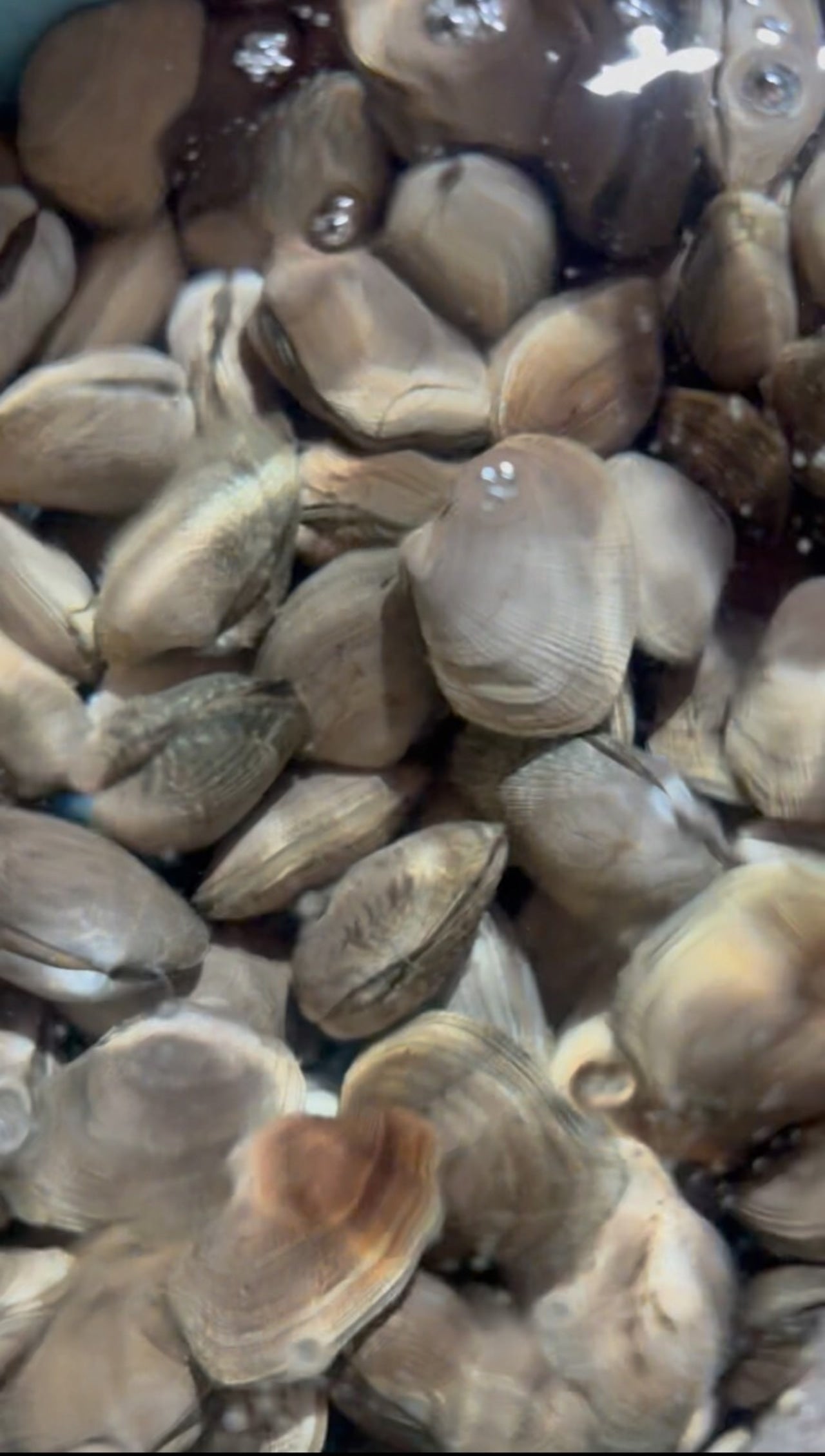 【特大サイズ】北海道あさり|砂抜き済み 1kg