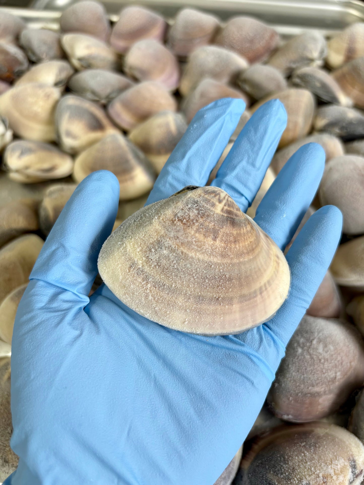 【旨味たっぷり】北海道ハマグリ｜500g