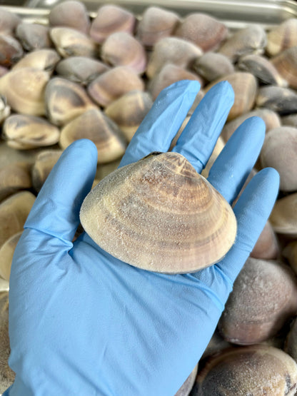 【旨味たっぷり】北海道ハマグリ｜500g