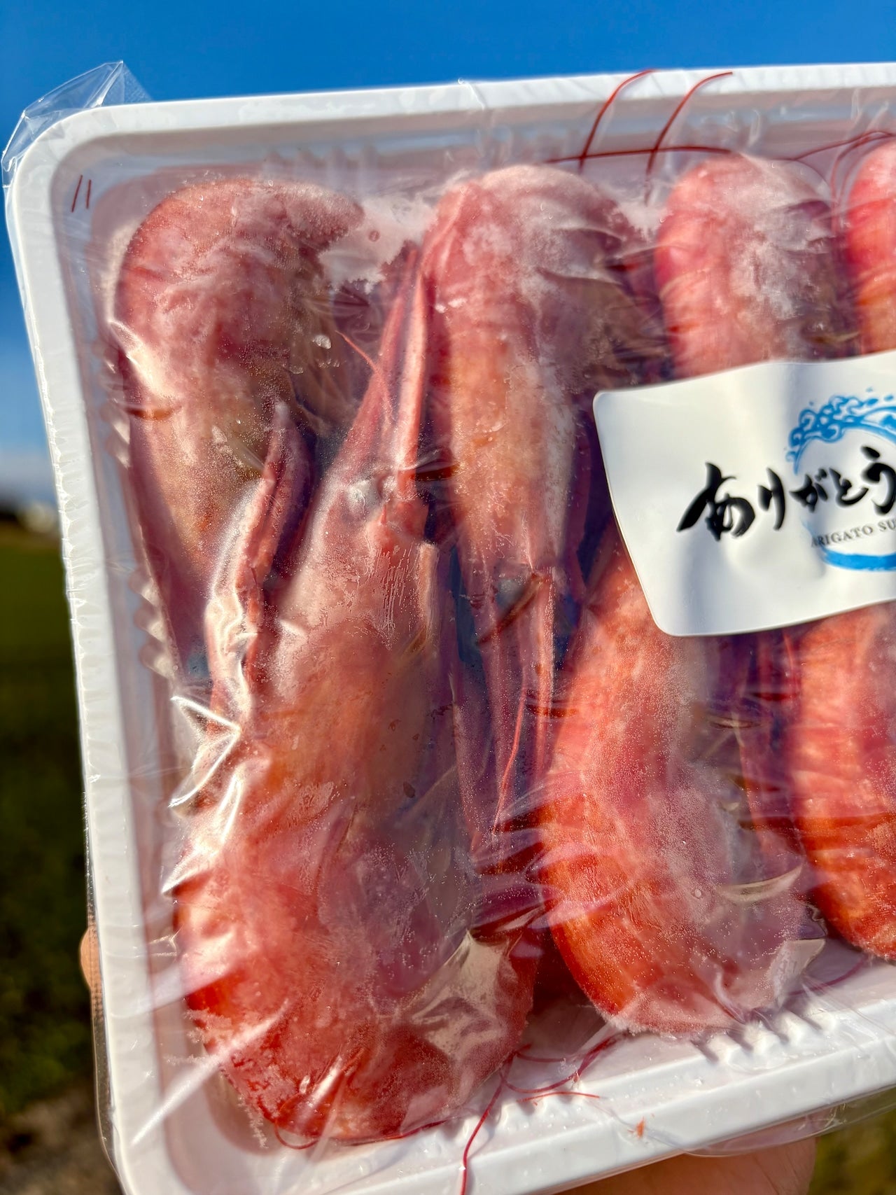 【濃厚な甘み】北海シマエビ｜Lサイズ 500g