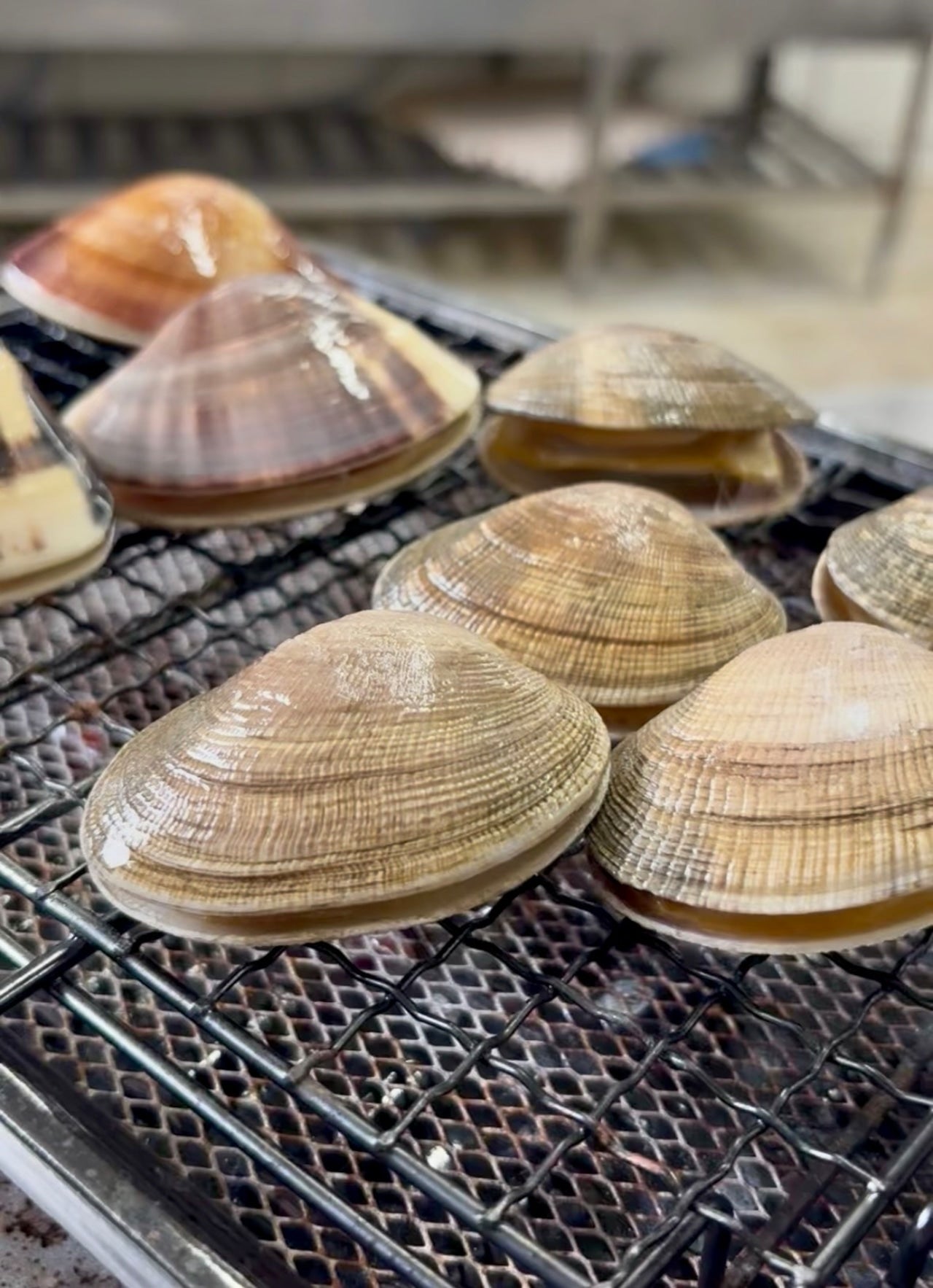 【特大サイズ】北海道あさり｜砂抜き済み 500g