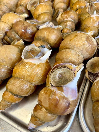 北海道斜里産 特大バイつぶ 2個入り｜刺身用・生食可