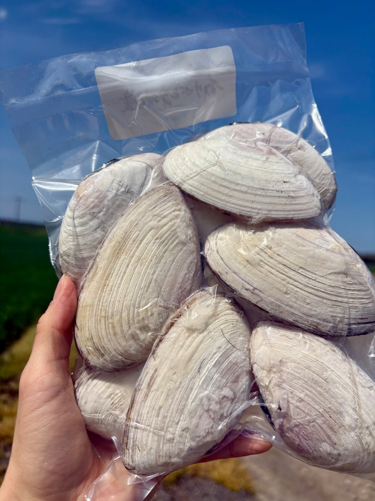 【BBQにおすすめ】北海道ひら貝（白貝）｜10枚