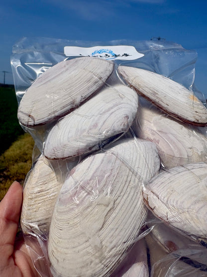 【BBQにおすすめ】北海道ひら貝（白貝）｜10枚