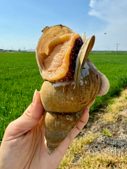 北海道斜里産 特大バイつぶ 2個入り｜刺身用・生食可