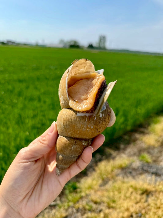 北海道斜里産 特大バイつぶ 2個入り｜刺身用・生食可