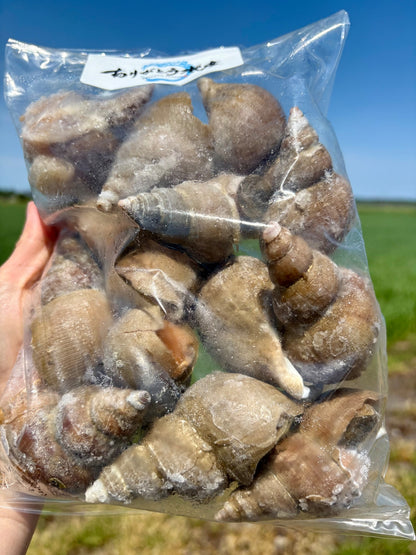 【BBQ・晩酌に】北海道産 煮ツブ 醤油仕立て｜580g