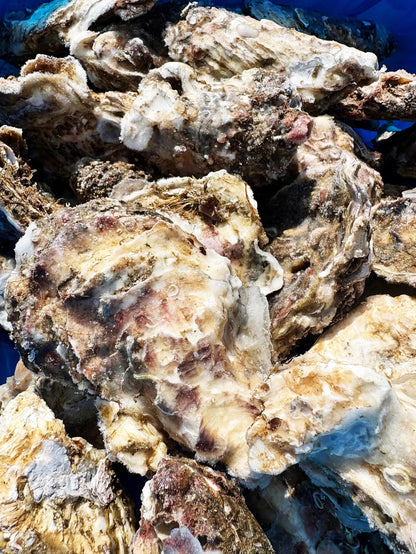 【業務用級】北海道産 冷凍殻付き牡蠣 5kg｜急速冷凍