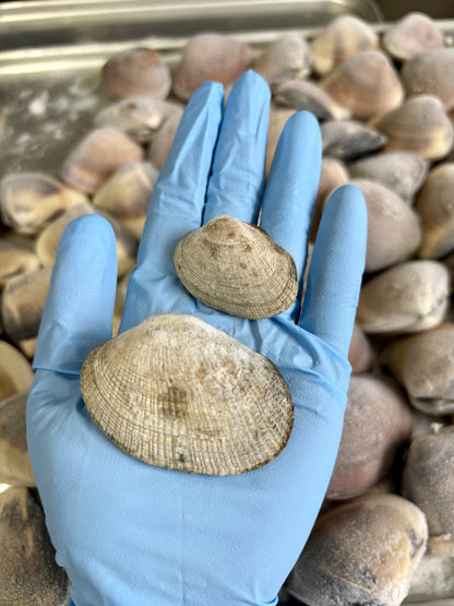 【特大サイズ】北海道あさり｜砂抜き済み 500g