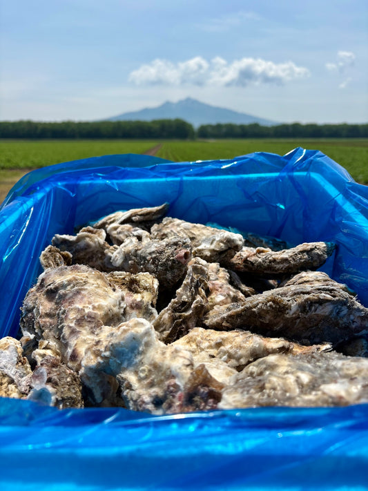 【業務用級】北海道産 冷凍殻付き牡蠣 5kg｜急速冷凍