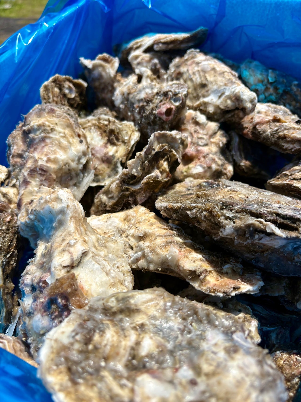 【業務用級】北海道産 冷凍殻付き牡蠣 5kg｜急速冷凍