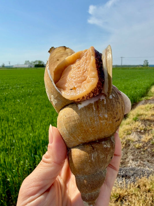 北海道斜里産 特大バイつぶ 2個入り｜刺身用・生食可