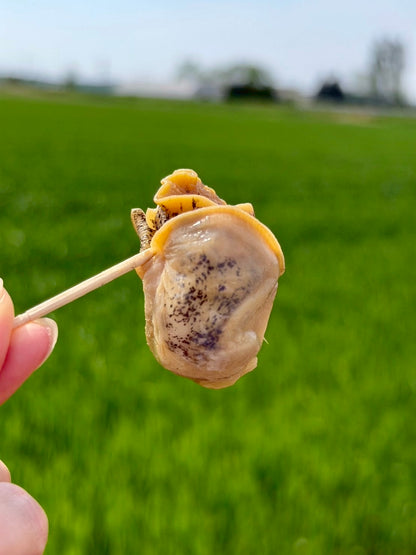 北海道斜里産 特大バイつぶ 2個入り｜刺身用・生食可