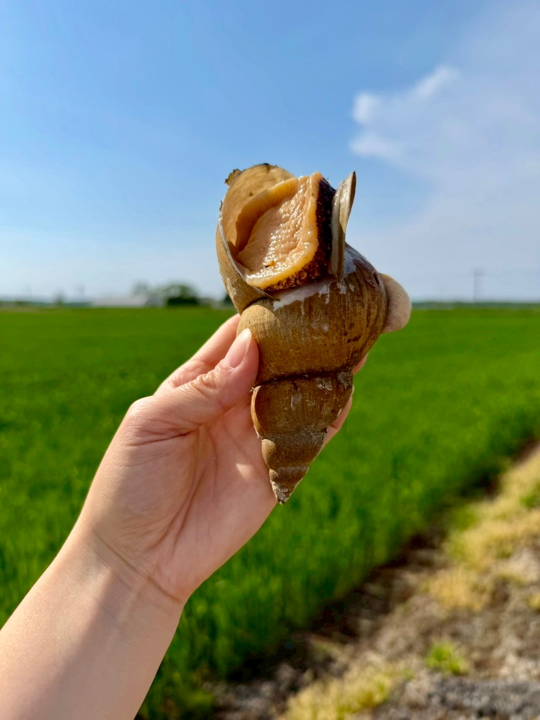 北海道斜里産 特大バイつぶ 2個入り｜刺身用・生食可