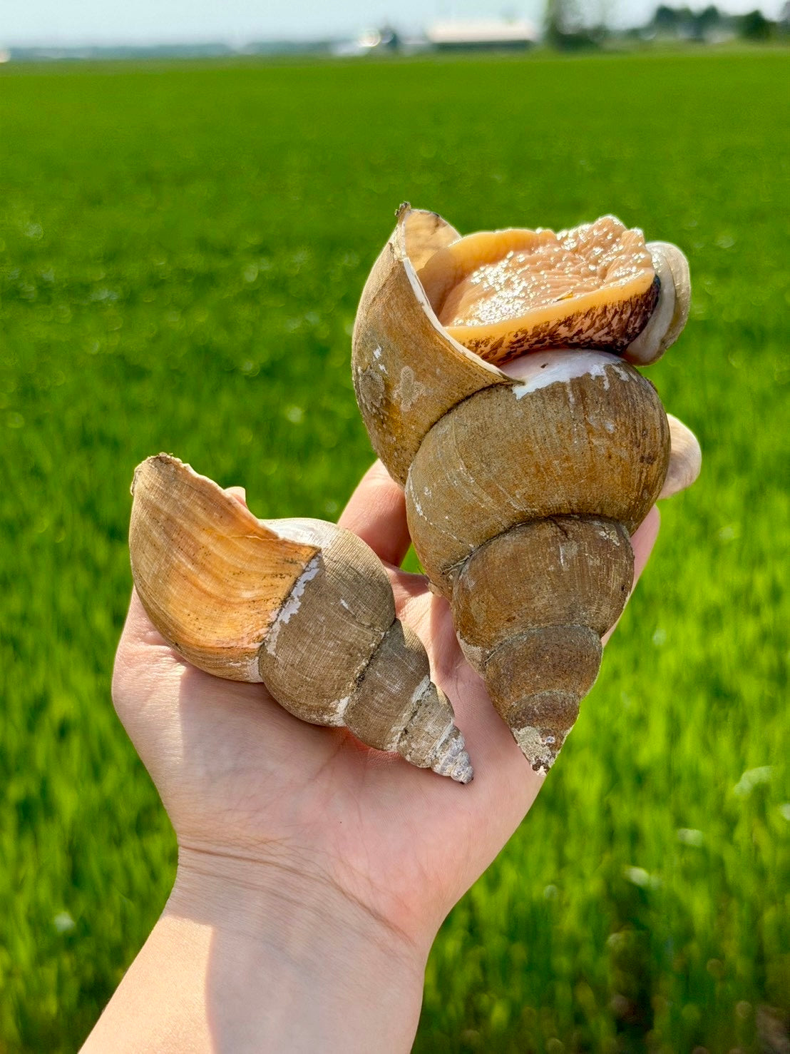 北海道斜里産 特大バイつぶ 2個入り｜刺身用・生食可