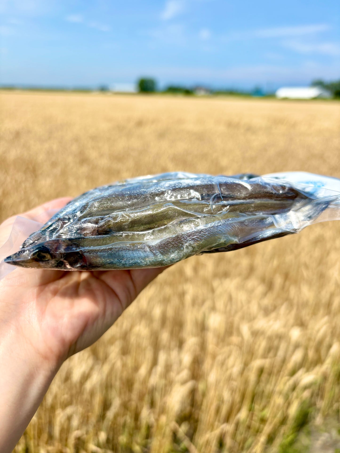 子持ちししゃも 15尾・約200g｜焼くだけ簡単