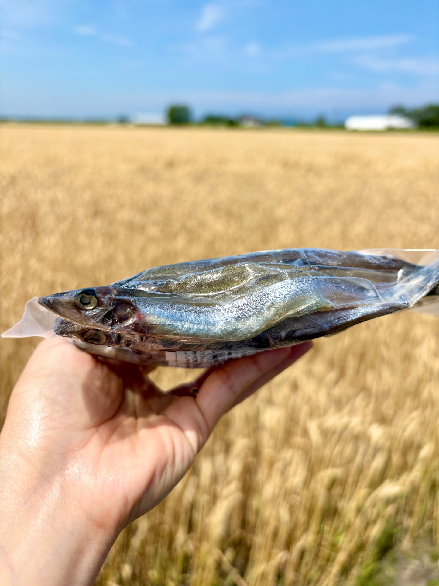 子持ちししゃも 15尾・約200g｜焼くだけ簡単