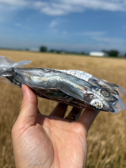 子持ちししゃも 15尾・約200g｜焼くだけ簡単