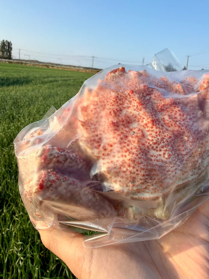 【北海道産】身入り自慢のボイル毛ガニ｜甘みたっぷり・300〜350g