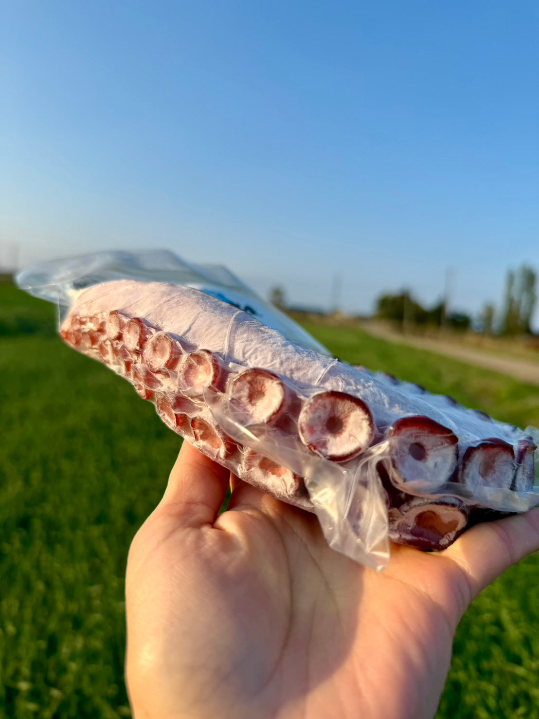 【北海道】くるりんたこ足 丸ごと一本ボイル仕立て