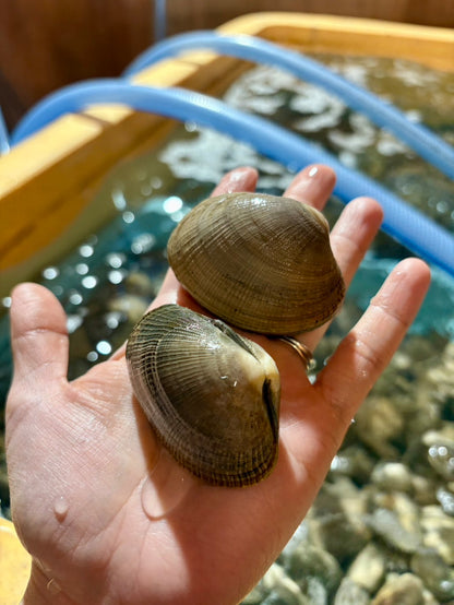 【特大サイズ】北海道あさり｜砂抜き済み 500g