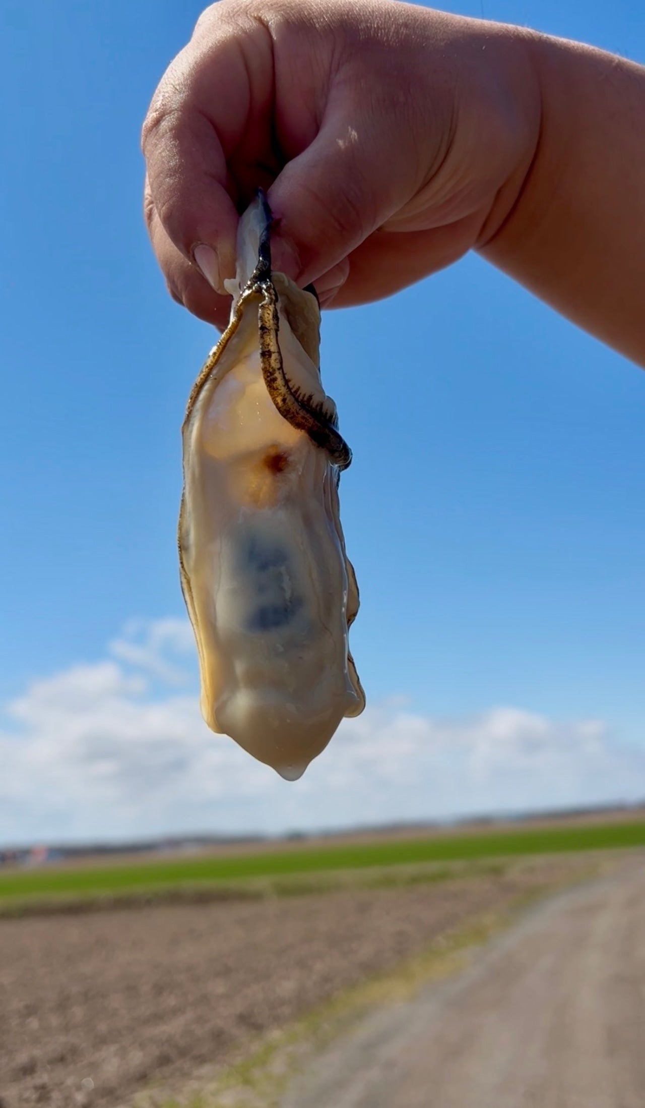 【業務用級】北海道産 冷凍殻付き牡蠣 5kg｜急速冷凍