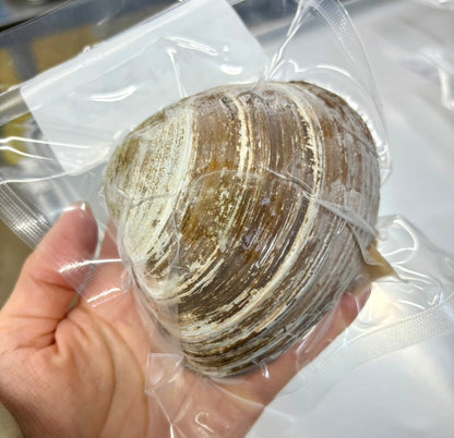 【刺身用】北海道生ホッキ刺身｜貝殻盛り1個