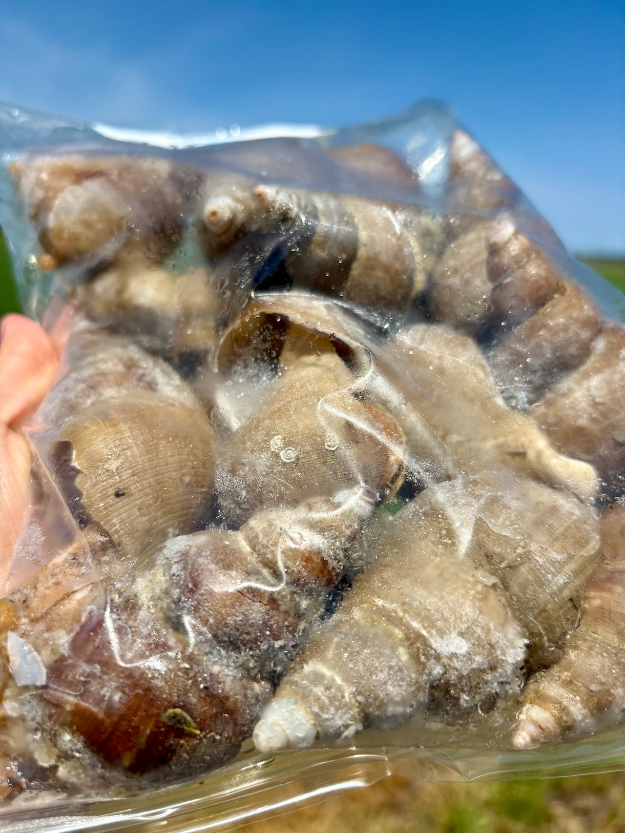 【BBQ・晩酌に】北海道産 煮ツブ 醤油仕立て｜580g