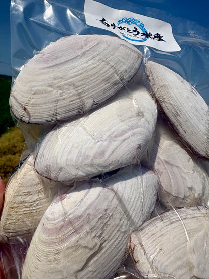 【BBQにおすすめ】北海道ひら貝（白貝）｜10枚