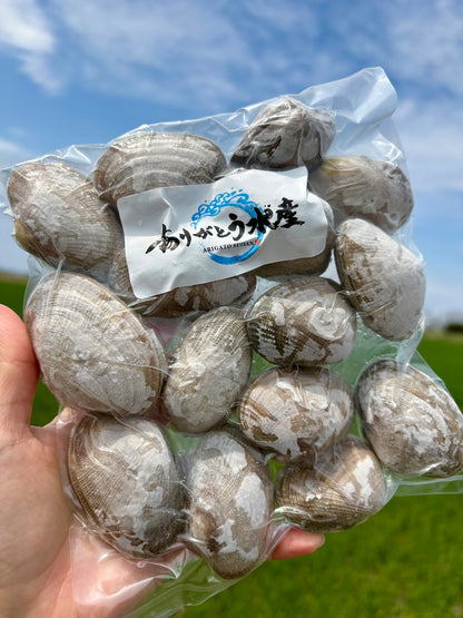 【特大サイズ】北海道あさり｜砂抜き済み 500g