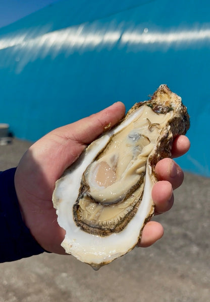 【業務用級】北海道産 冷凍殻付き牡蠣 5kg｜急速冷凍
