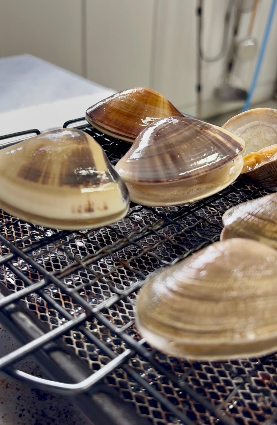 【旨味たっぷり】北海道ハマグリ｜500g